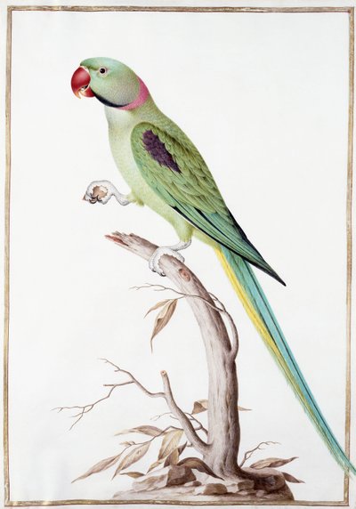 Periquito Alejandrino de Nicolas Robert