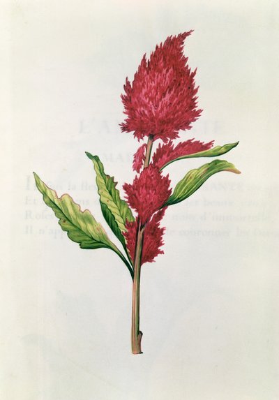 Amaranto, de 