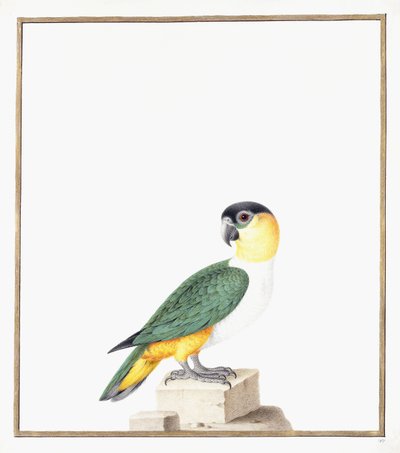 Loro de gorra negra de Nicolas Robert
