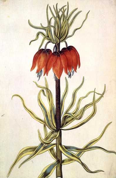 Fritilleria, c.1675 de Nicolas Robert