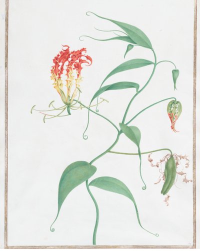 Gloriosa Superba Lirio Trepador, ca. 1660 de Nicolas Robert