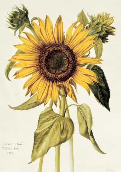 Helianthus Annuus (Girasol) no.71 de 