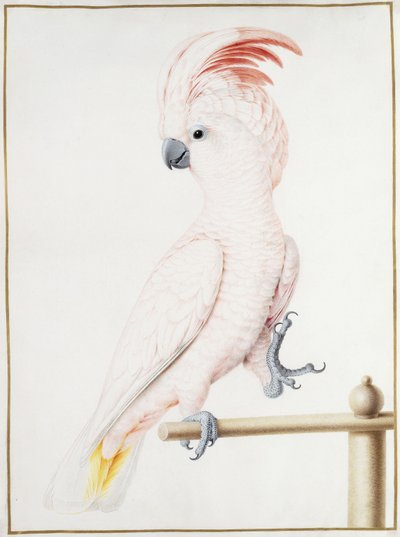 Cacatúa de Major Mitchell de Nicolas Robert
