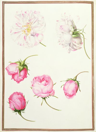 Seis cabezas de rosas antiguas de Nicolas Robert