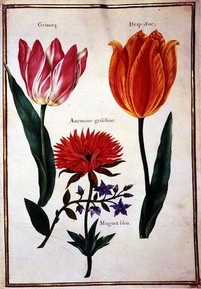 Dos tulipanes 