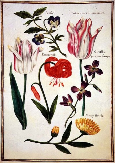 PD.109-1973.f31 Dos Tulipanes 