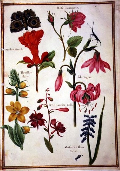 Estudios de flores de Nicolas Robert