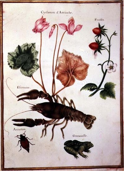 Cyclamen, Fresa Alpina, una Langosta y una Rana de Nicolas Robert