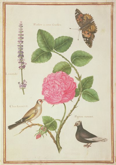 Centifolia Rosa, Lavanda, Mariposa de Caparazón, Jilguero y Paloma Crestada de Nicolas Robert