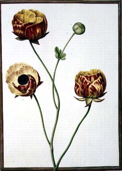Ranunculus asiaticus de Nicolas Robert