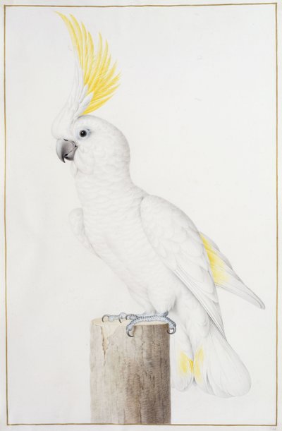 Cacatúa de cresta de azufre de Nicolas Robert