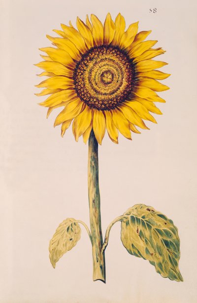 Girasol o Helianthus, de 