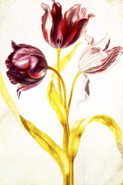 Tulipanes, c.1675 de Nicolas Robert