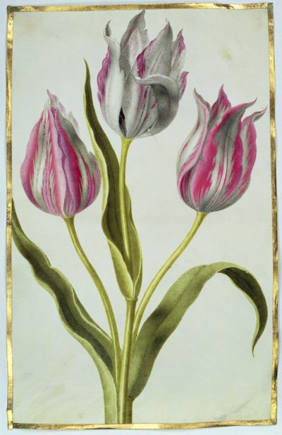 Tulipanes, c.1675 de Nicolas Robert