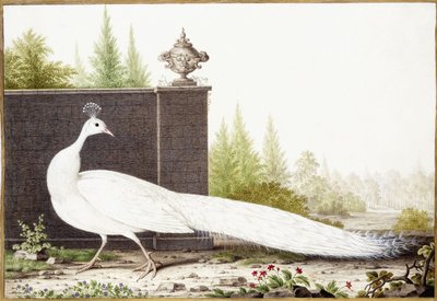 Pavo real blanco de Nicolas Robert