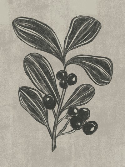 Boceto botánico de una baya de Nikita Jariwala