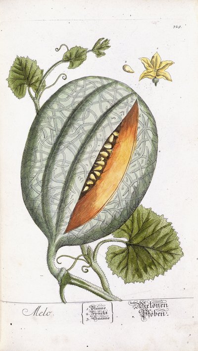 Un melón, c.1750-1765 de Nikolaus Friedrich Eisenberger