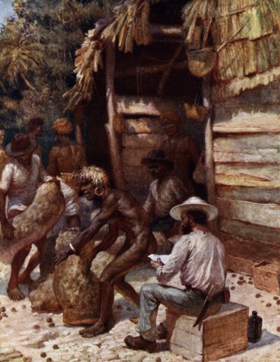 Johnnie Pratt con sus Nueces de Marfil en Simbo, Islas Salomón de Norman Hardy