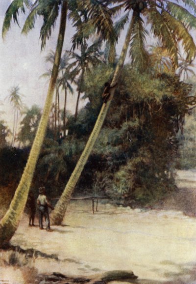 Niño de las Islas Salomón trepando por cocos verdes, cerca de Gavutu, Nueva Florida de Norman Hardy