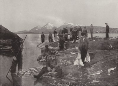 Lavando pescado klip de Norwegian Photographer
