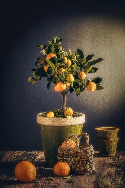 Naturaleza muerta rústica con cítricos de Nour Al-Dien Mahmoud
