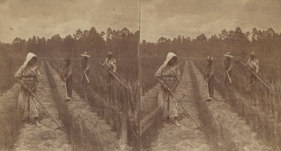 Cosechando arroz, 1876-1888 de O. Pierre Havens