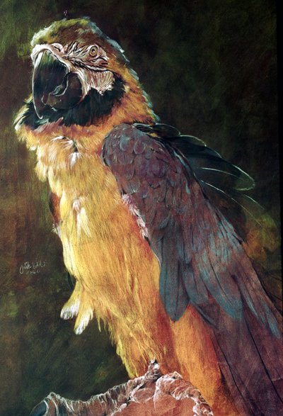 Guacamayo azul y dorado de Odile Kidd