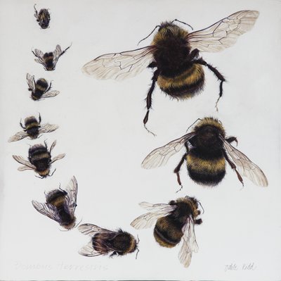Bombus, 2015 (acrílico sobre madera gessoed) de Odile Kidd