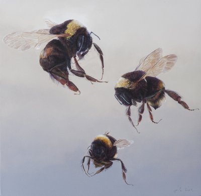 Bombus vuelo 1, 2011 (acrílico sobre madera) de Odile Kidd