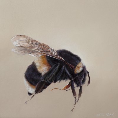 Bombus terrestis 8, 2013 (acrílico sobre madera) de Odile Kidd