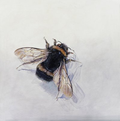 Bombus terrestris 11 (acrílico sobre madera gessoed) de Odile Kidd