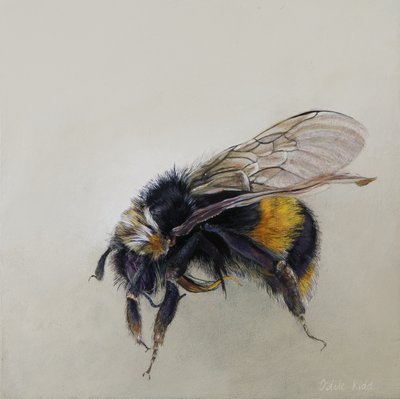 Bombus terrestris 1 (a), 2008 (acrílico sobre madera) de Odile Kidd