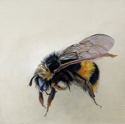 Bombus terrestris 1 (b), 2008 (acrílico sobre madera) de Odile Kidd