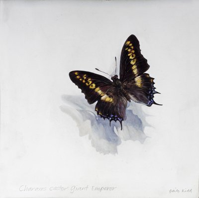 Charaxes castor, emperador gigante, 2014 (acrílico sobre madera gessoed) de Odile Kidd