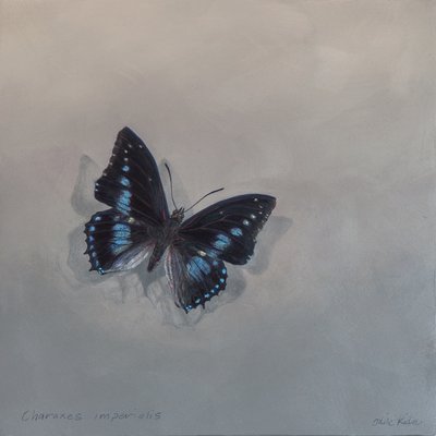 Charaxes imperialis 1 (a), 2014 (acrílico sobre madera) de Odile Kidd