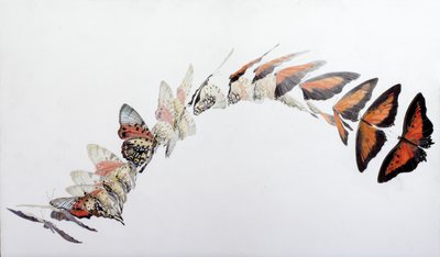 Charaxes zingha patrón de vuelo, 2016 (acrílico sobre madera gessoed) de Odile Kidd