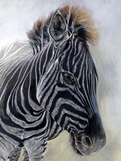 Equus burchelli 1 (detalle), 2009 (carboncillo, conte y pastel a la tiza sobre papel Bockingford) de Odile Kidd