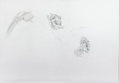Estella rijnveld 1, 2013 (lápiz sobre papel cartulina) de Odile Kidd