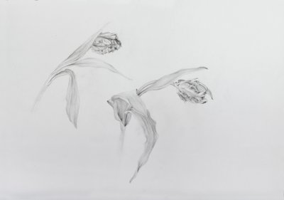 Estella rijnveld 2, 2017 (lápiz sobre papel cartulina) de Odile Kidd