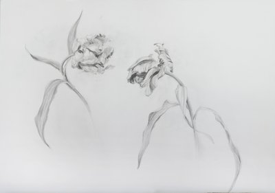 Estella rijnveld 3, 2017 (lápiz sobre papel cartulina) de Odile Kidd