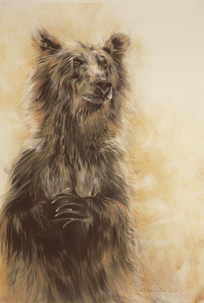 Grizzly Bear 1, 2002 (lápiz carbón, carboncillo y tiza) de Odile Kidd