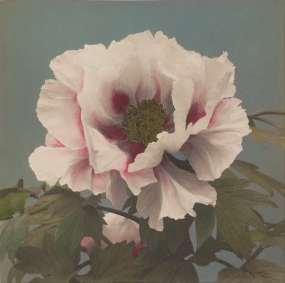 Peonía Arbórea de Ogawa Kazumasa