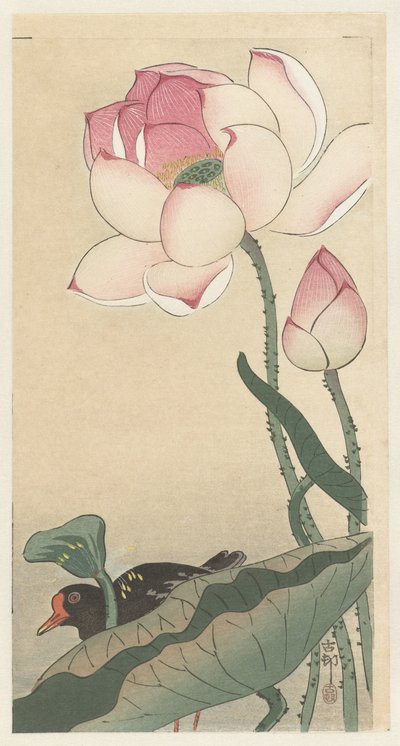 Calamón con flores de loto de Ohara Koson