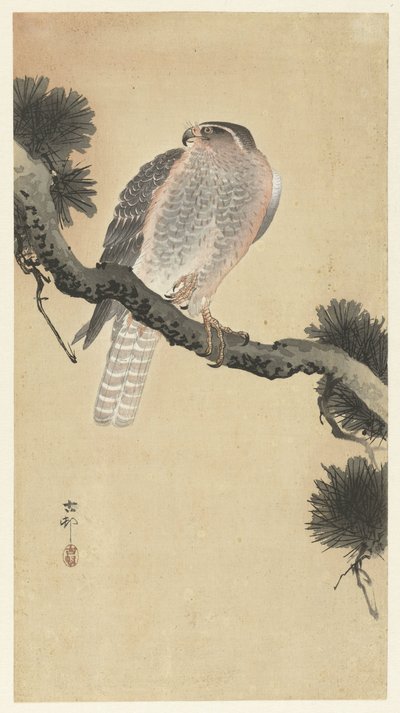 Halcón en rama de pino de Ohara Koson