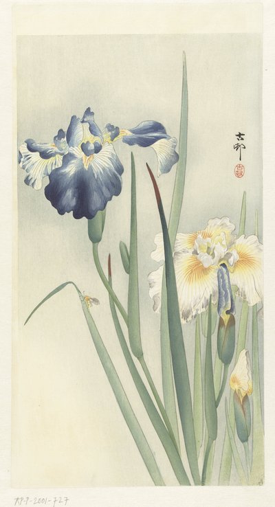 iris de Ohara Koson