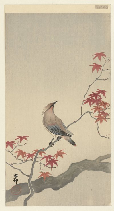 Waxwing japonés en arce. de Ohara Koson