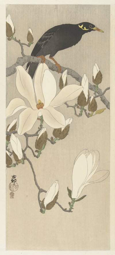 Myna en la rama de magnolia de Ohara Koson