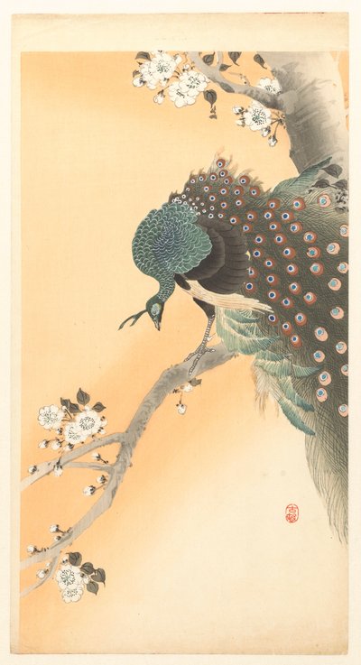 Pavo real en un cerezo de Ohara Koson