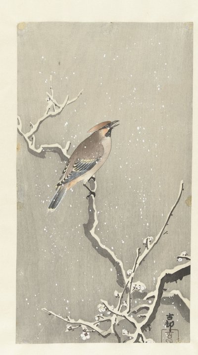 Waxwing en rama nevada de Ohara Koson