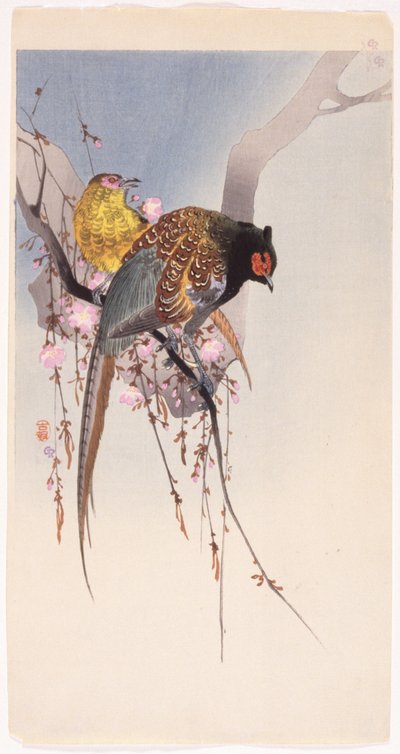 Faisanes y cerezos colgantes (xilografía en color) de Ohara Koson